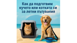 Как да подготвим кучето или котката си за летни пътувания